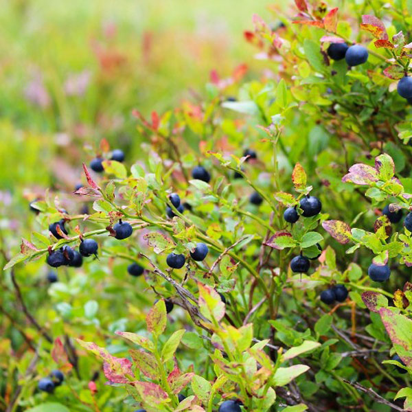 シャシャンボ 樹高20cm前後 20本セット