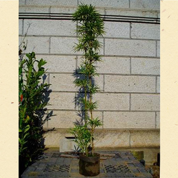 シマダイミョウチク_h18_01