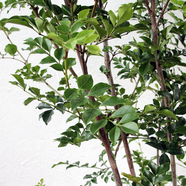 シマトネリコ_株_h15_02