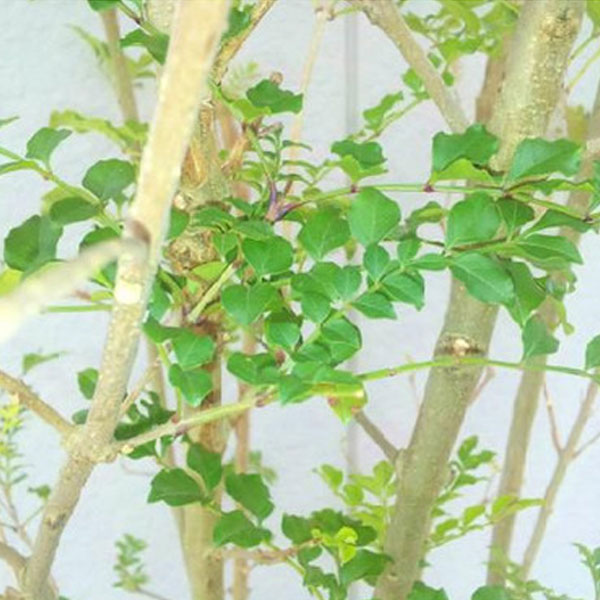 シマトネリコ_株_h20_02