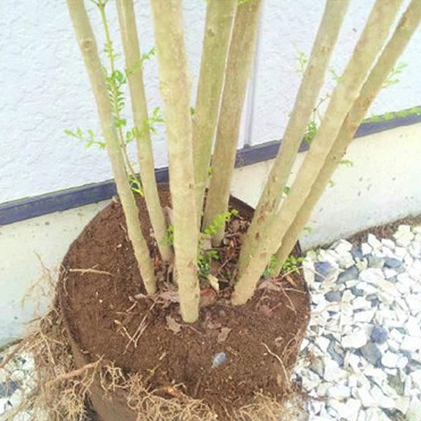 シマトネリコ_株_h20_03