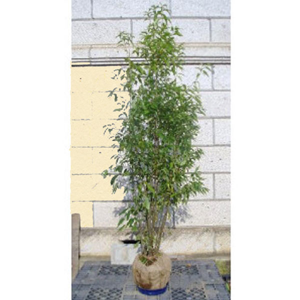 シャラノキ/株立ち/良形株【現品発送】管理70906 シャラノキ/株立ち/良