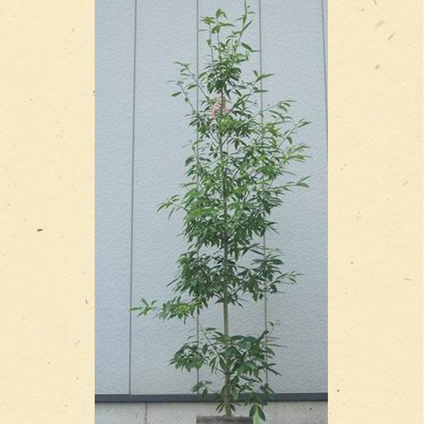 シラカシ_単_h20_01