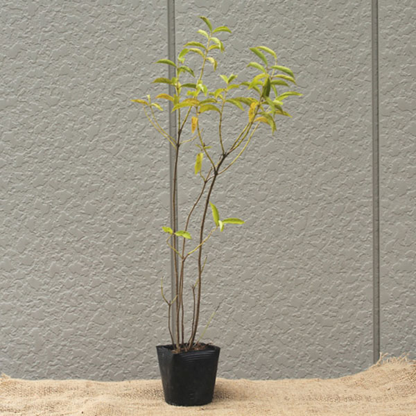 シロシキブ_h03_01