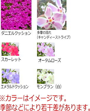 シバザクラ（芝桜）【フロックストロット（桃色）200Potセット】 ピンク 花苗 植木業販サギゴケ ムラサキサギゴケ/9cmポット【210本セット】さぎごけ むらさきさぎごけ鷺苔 花期：3～4月苗植木苗木庭下草 90本セット】サギゴケ  シロバナサギゴケ / 9.0cmポット さぎごけ しろばなさぎごけ 鷺苔 花期：3～4月 多年草 苗 植木 丸葉万年草 グランドカバー