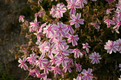 サクラサクページ　　　東ハト　スーパーバランス　CB-STV-2 サクラサク様専用 サクラサク様 専用ページ 東ハト スーパーバランス