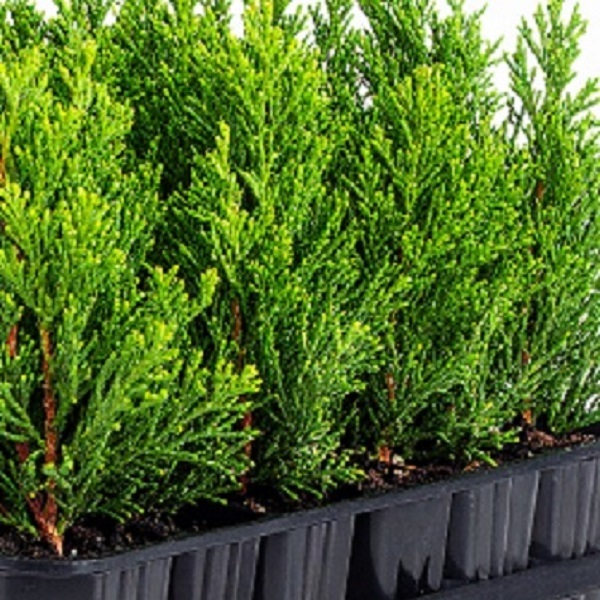 ヒノキ_コンテナ苗