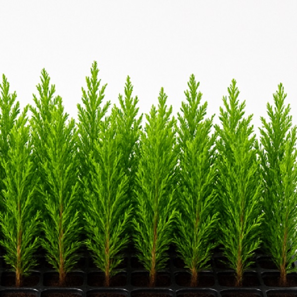 スギ_コンテナ苗