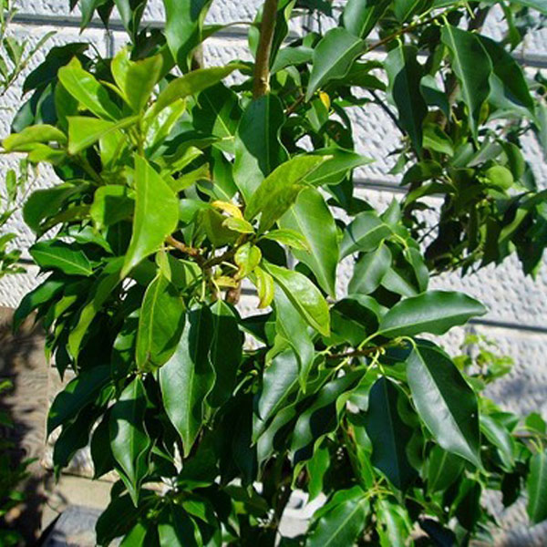 ソヨゴ_株_h20_02