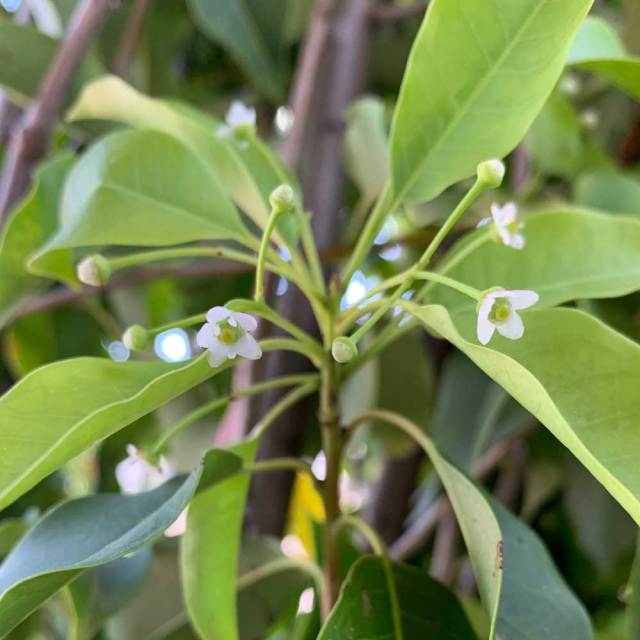 ソヨゴ_株立ち_h20_sub_04