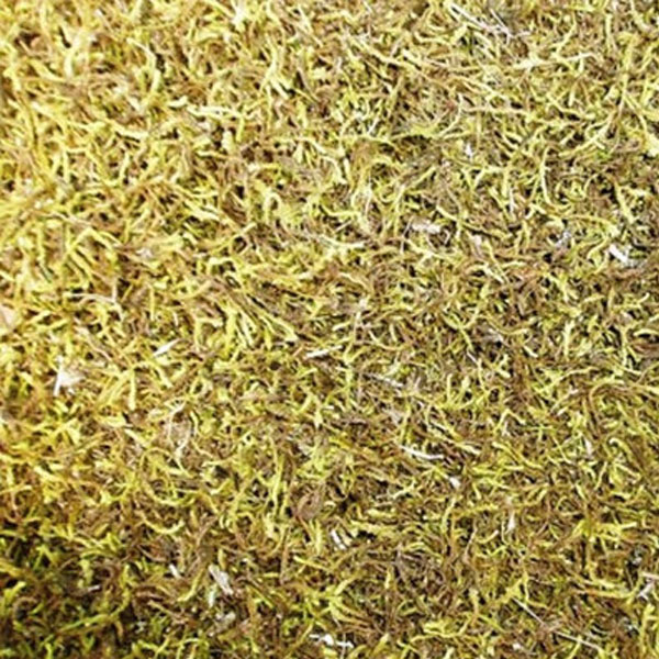 信州味噌　種苔　まきゴケ スナゴケ (砂苔) まきゴケ用 500g