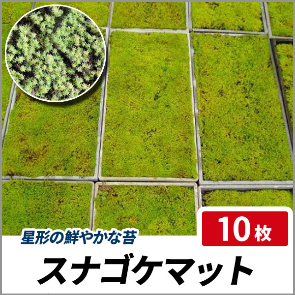 スナゴケ (砂苔) マット 58cm×28cm 10枚セット