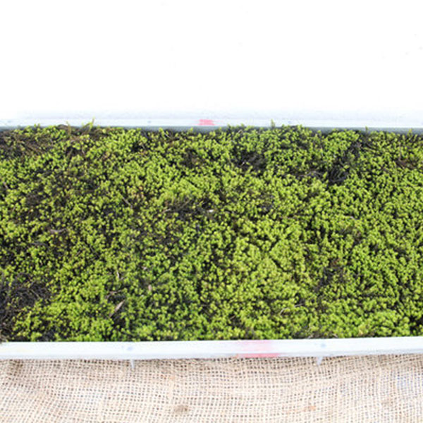 スナゴケ_マット_02