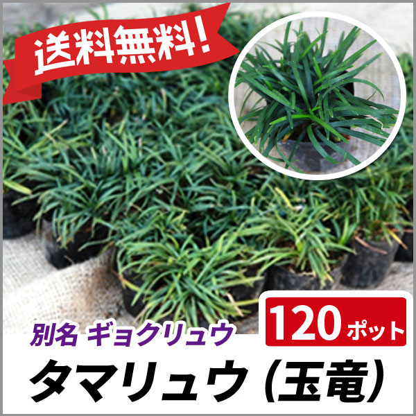 成立】玉竜 タマリュウ 大量 6年もの 砂利と交換しませんか？ 【公式通販】