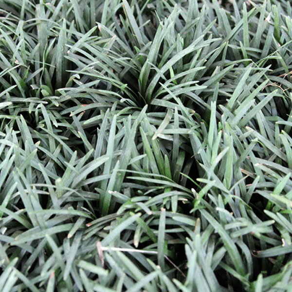 タマリュウマット_02