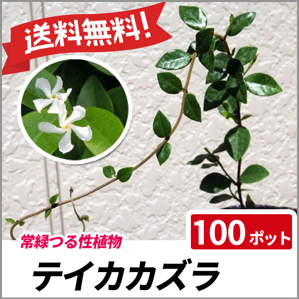 送料無料 テイカカズラ 100ポットセット グランドカバー 常緑 つる性