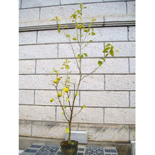 ガムの木 約1.5メートル 鉢付き コンクリート 鉢 飾らないままを飾る ミドル 直径44cm 大きい