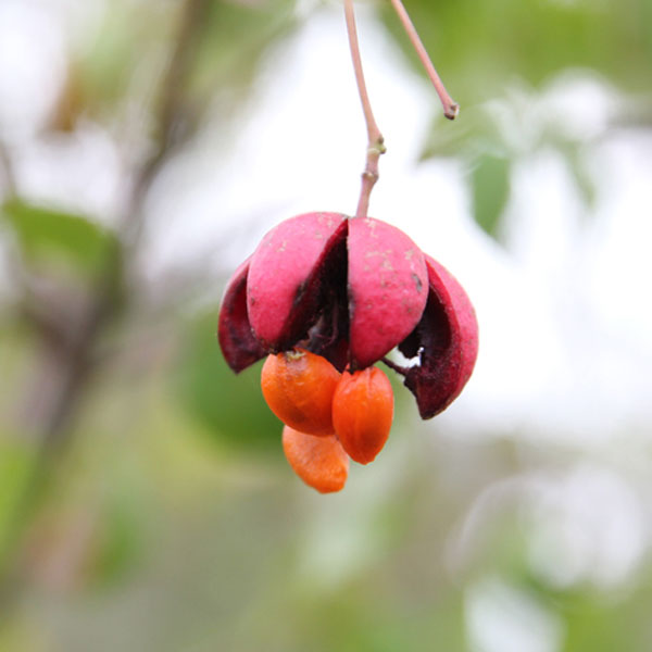 ツリバナ 株立ち 樹高1.2～1.5m前後 (根鉢含まず)