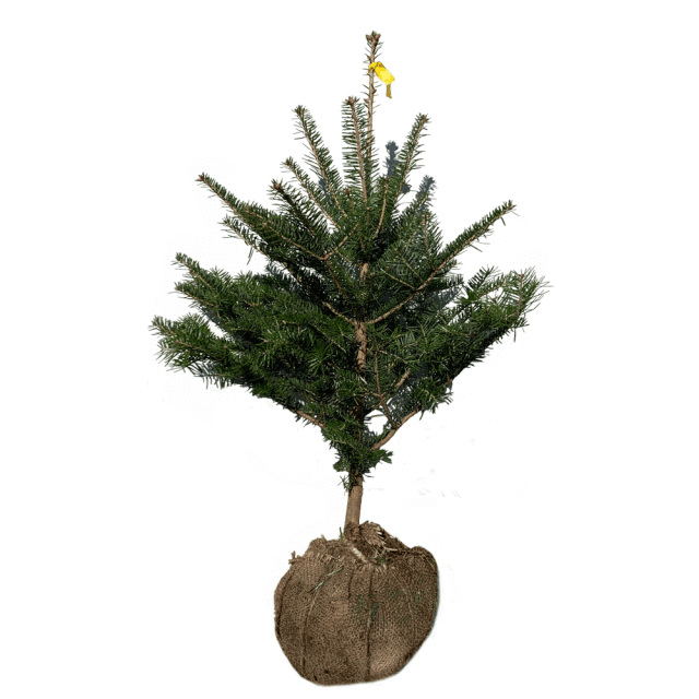 もみの木 ウラジロモミ 樹高70 80cm前後 根鉢含まず クリスマスツリー 常緑 庭木 もみの木 ウラジロモミ 樹高70 80cm前後 根鉢含まず クリスマスツリー 常緑 庭木