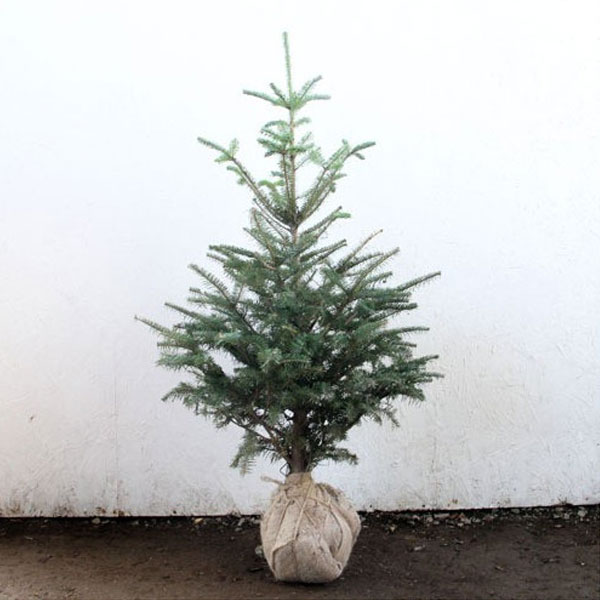 ウラジロモミ_h10_01