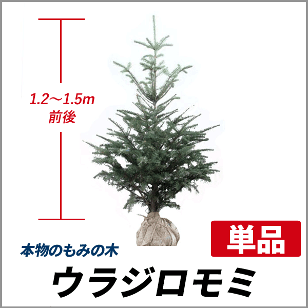 もみの木 ウラジロモミ 樹高1 2 1 5m前後 根鉢含まず クリスマスツリー 常緑 庭木