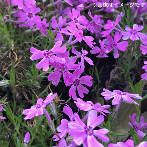 訳あり芝桜_04