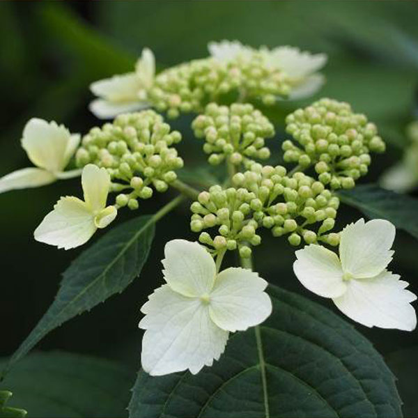 ヤマアジサイ_02