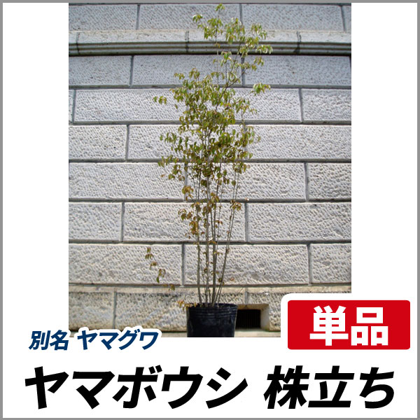 ヤマボウシ 株立ち 樹高1 8 2 0m前後 根鉢含まず