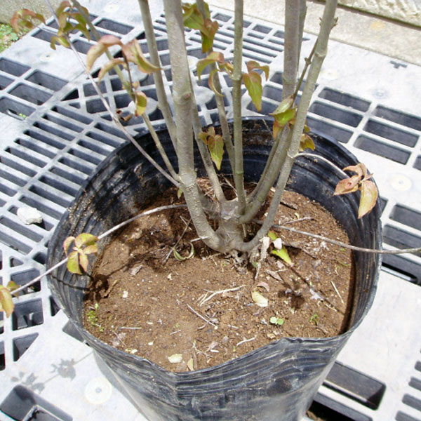 ヤマボウシ_株_h20_02