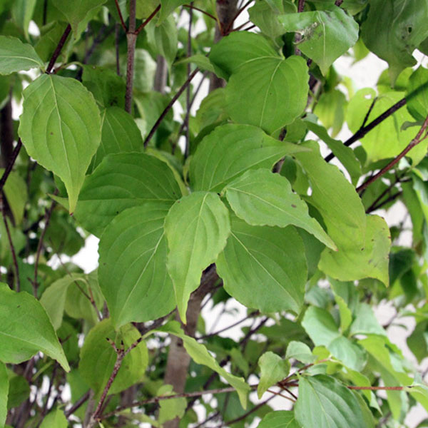 ヤマボウシ_株_h20_03