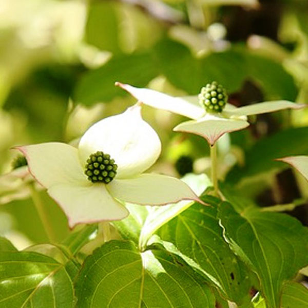 ヤマボウシ_株_h20_04