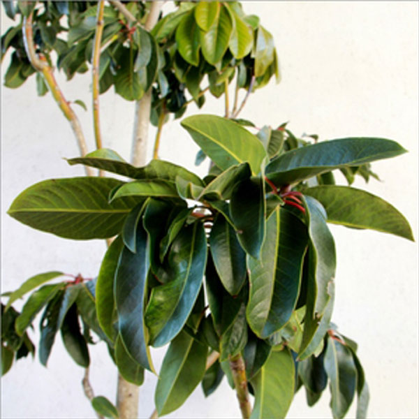 ユズリハ 樹高1.8～2.0m前後 (根鉢含まず)