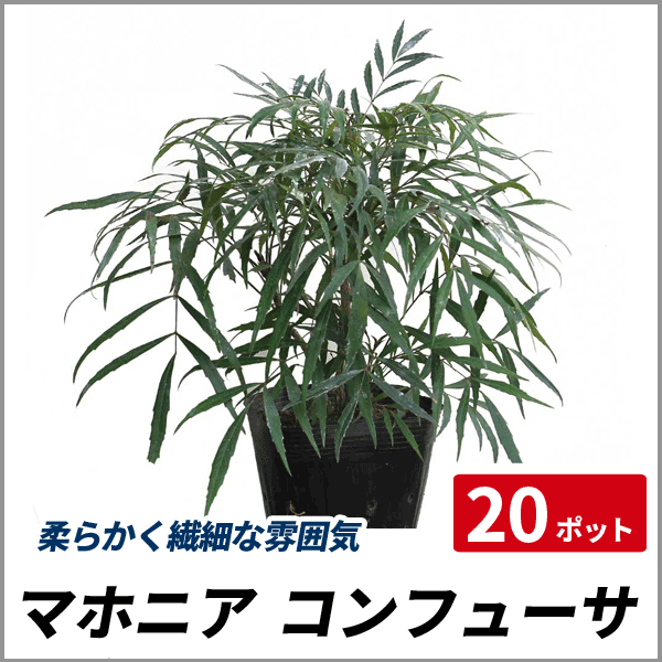 マホニア コンフューサ ポット 常緑 低木 グランドカバー 下草 マホニア コンフューサ ポット 常緑 低木 グランドカバー 下草