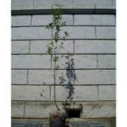 ハナミズキ チェロキーチーフ 赤花・単木 樹高1.5m前後 (根鉢含まず)