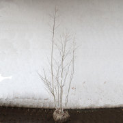アオハダ_株_h20_01