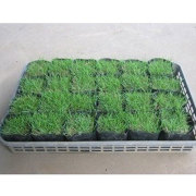 高麗芝ポット_024_01