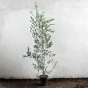 ラカンマキ 樹高1.8～2.0m前後 (根鉢含まず)