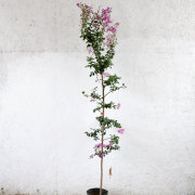 ハナミズキ チェロキーチーフ 赤花・単木 樹高1.5m前後 (根鉢含まず)