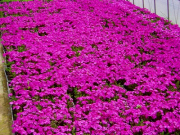 芝桜