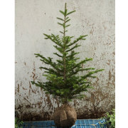もみの木 (ウラジロモミ) 樹高1.0m前後 (根鉢含まず) クリスマスツリー