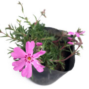 訳あり芝桜_03