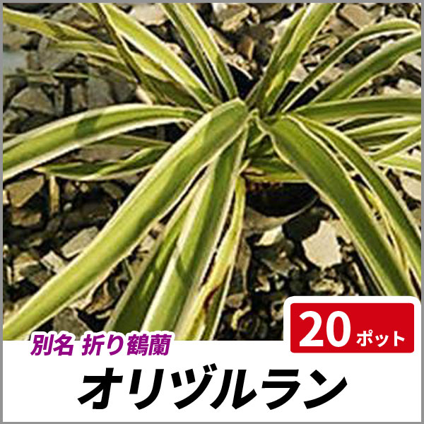 オリヅルラン ポットセット 多年草 観葉植物