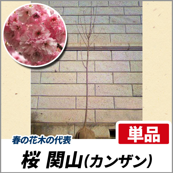 サクラ 関山 カンザン 樹高1 8 2 0m前後 根鉢含まず