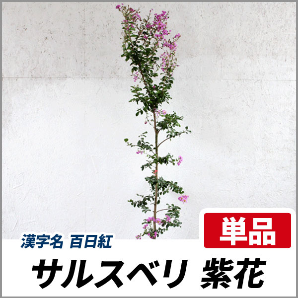 サルスベリ 紫花 樹高1 8 2 0m前後 根鉢含まず サルスベリ 紫花 樹高1 8 2 0m前後 根鉢含まず