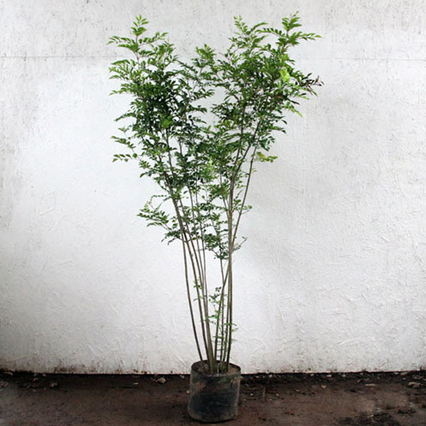 シマトネリコ_株_h15_01