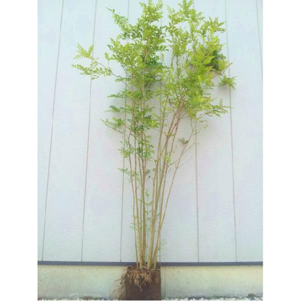 シマトネリコ_株_h20_01