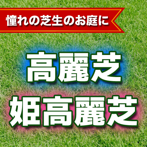 スマホ・スライド用高麗芝