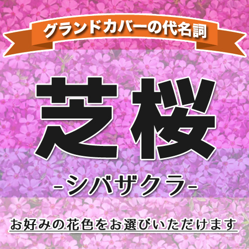 スマホ・スライド用芝桜