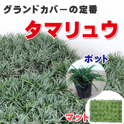 スマホ・スライド用タマリュウ