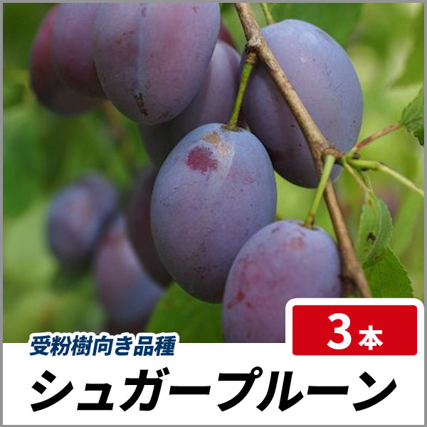 プルーン シュガープルーン 樹高80cm前後 3本セット